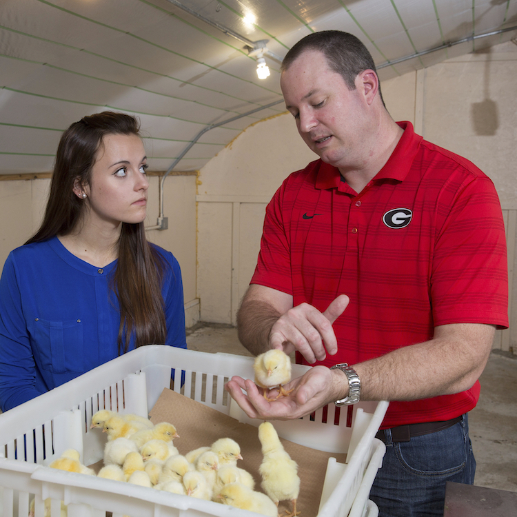 Immunizing poultry key to healthy flocks, safer food supply